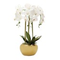 3 Branched Orchid Plant in Pot