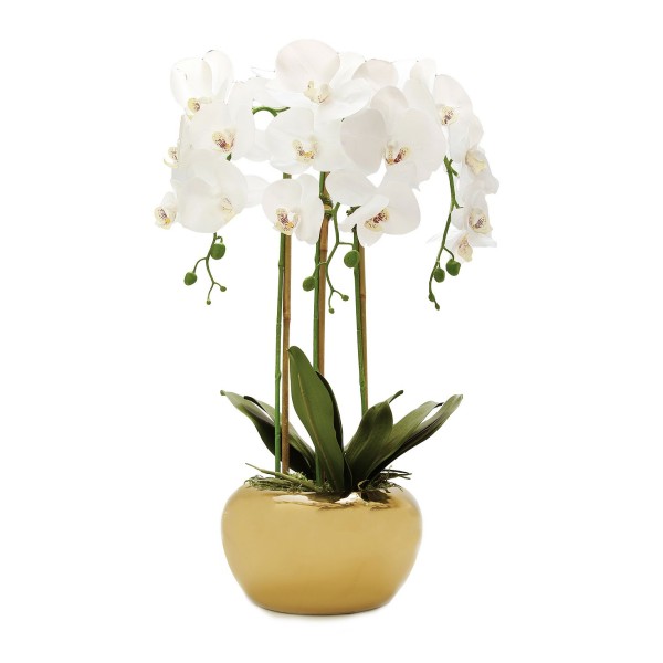 3 Branched Orchid Plant in Pot