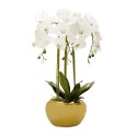 3 Branched Orchid Plant in Pot