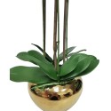 3 Branched Orchid Plant in Pot