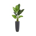 5.5' Traveler's Palm Artificial Tree in Planter