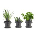 Growing - Grow an Indoor GardenKitchen Windowsill - Non GMO SeedsFresh Organic Chives- Rustic Set of Planters with Fiber Soil - Herbs Growing Starter Set