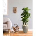 4' Dracaena Artificial Plant in Sand Colored Planter - Real Touch