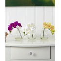 9'' Phalaenopsis Orchid Artificial Arrangement in Glass VaseSet of 3