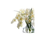 Permanent Botanicals Phalaenopsis in Glass