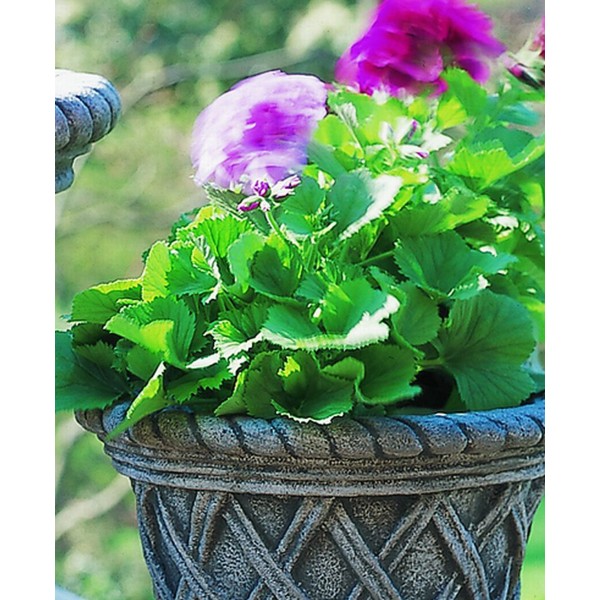 English Weave Planter